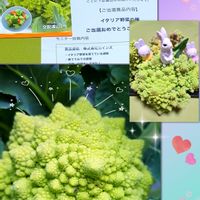 ロマネスコ,２０２０年５月同期,カインズキャンペーン,おうち園芸,かおるんるんさんを見守りたい!の画像