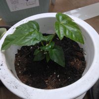 カクレミノの画像