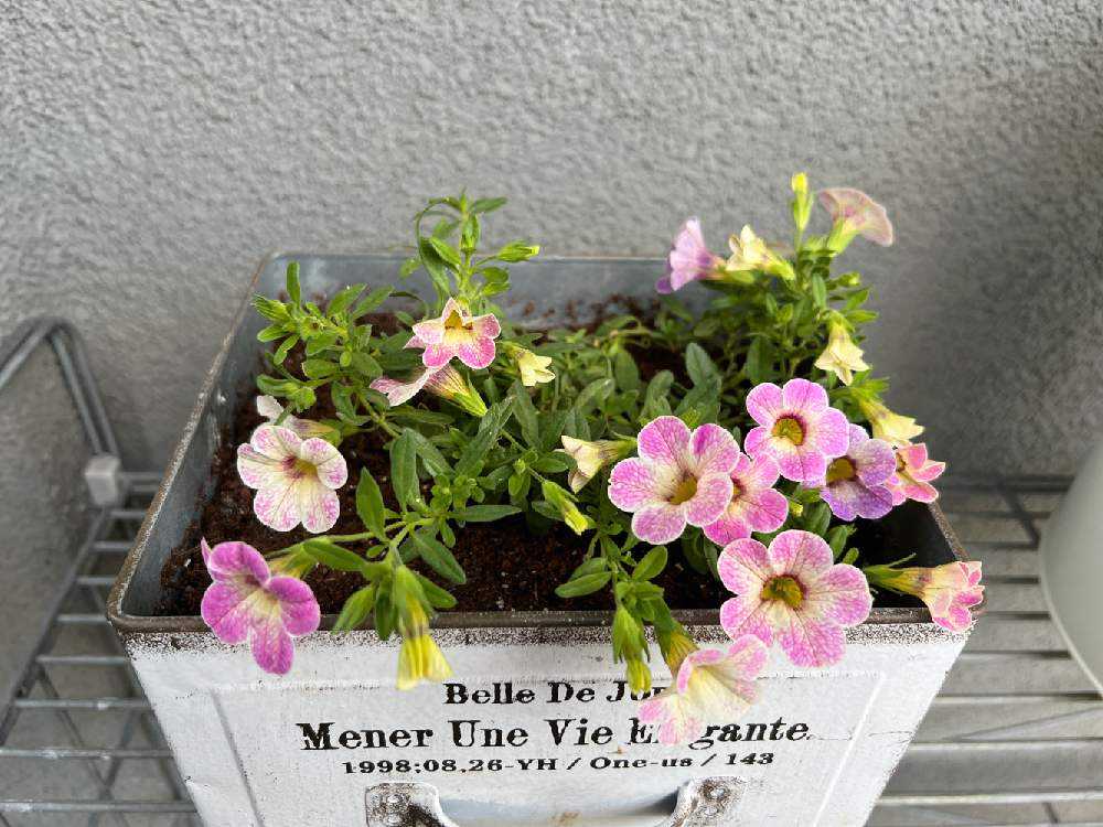 カリブラコア・カメレオン(ピンクグレイス)の記録｜🍀GreenSnap