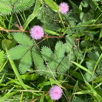 オジギソウ,ピンク色の花,南国の花,お出かけ先の画像