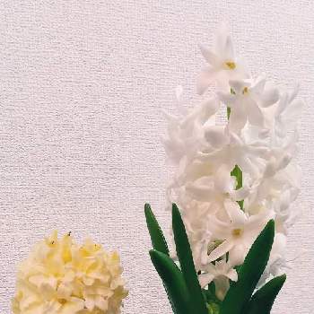 ヒヤシンス 水耕栽培,見切り品,かおりのある花,HC出身❢,バルコニー/ベランダの画像