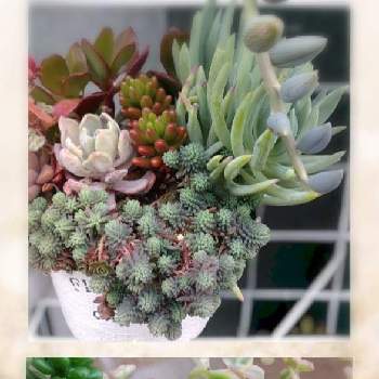 リトルミッシー,白花タイトゴメ,多肉植物の寄植え,多肉植物,可愛い多肉の画像
