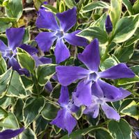 ツルニチニチソウ,花のある暮らし,平和を願う☆,植物がある暮らし,GS日和の画像