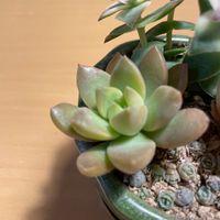 黄麗の画像