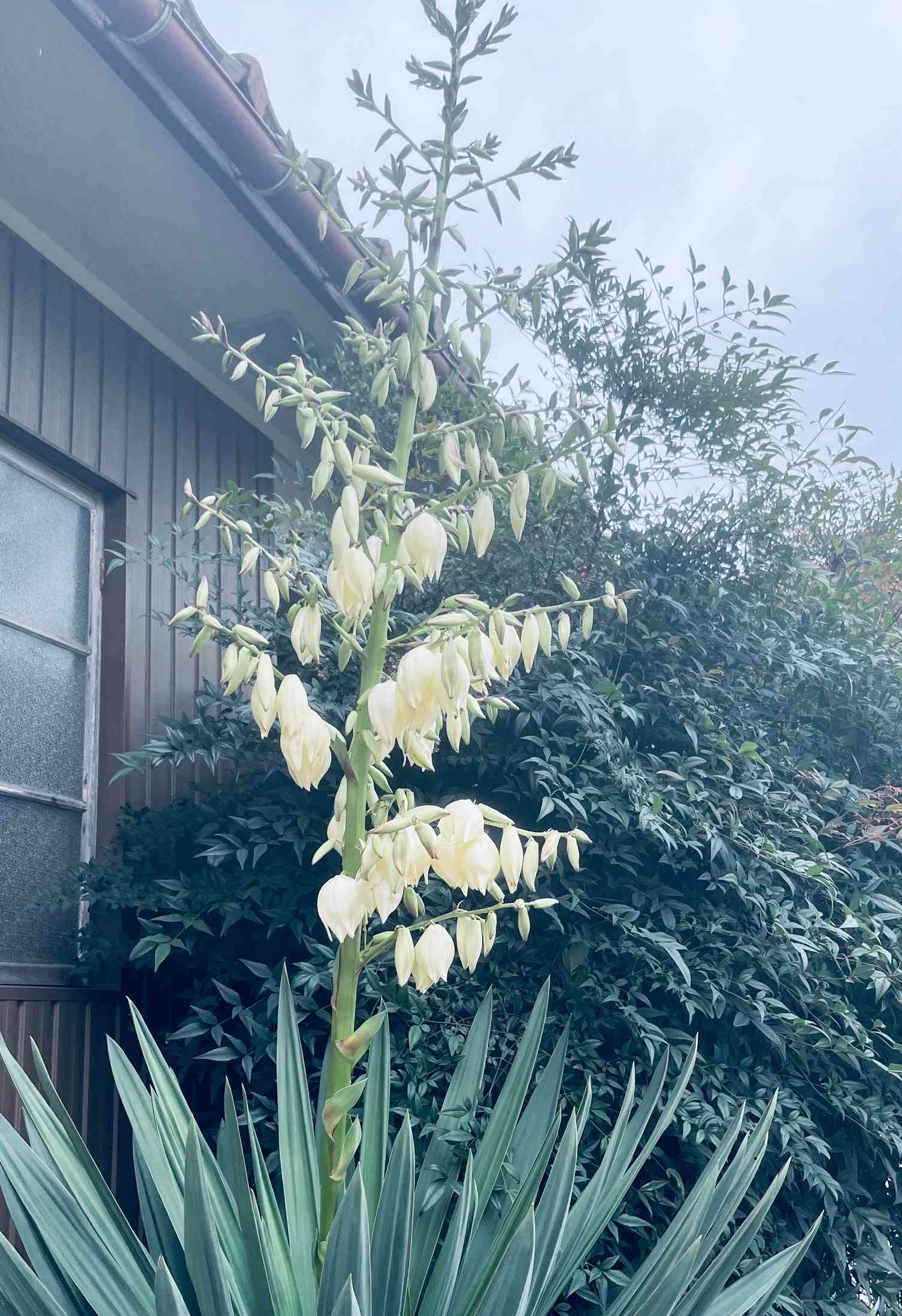 山田平安堂 塗匠 呉藤友乗 蓋付椀 2客 雑煮 お吸い物 共箱 美品 山田平安堂 塗匠 呉藤友乗 蓋付椀 2客 雑煮 お吸い物 共箱 美品