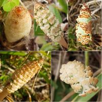 ツクシ,家の近く,グリーンアクセサリー♪,スギナ&スギナの子,トクサ〰科の画像