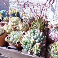 多肉植物,多肉の花芽,多肉の花芽祭り,多肉棚の画像