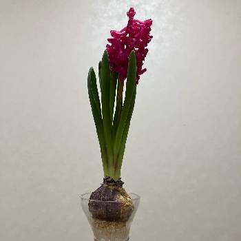 ヒヤシンス水栽培,液肥,植物,日々成長,緑のある暮らしの画像