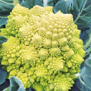 たねからの幸せ,キュンキュン乙女倶楽部,自家栽培の野菜達,モニター,家庭菜園の画像
