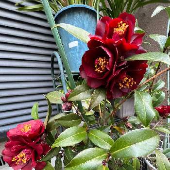 黒椿,春のおとづれ,小さな幸せ❤,ナイトライダー,つばきの花の画像