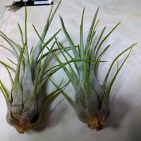 チランジア,エアープランツ,チランジア パラエンシス,ティランジア　パラエンシス,Tillandsia paraensisの画像