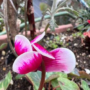 春のおとづれ,小さな幸せ❤,季節のお花,ピンクワールドへ ようこそ,花のある暮らしの画像