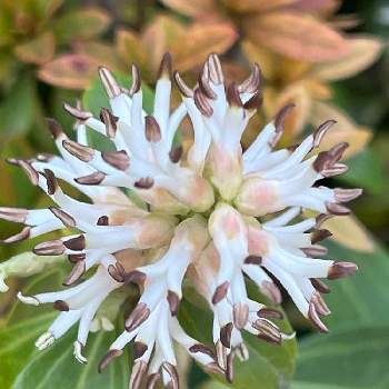 フッキソウ,常緑,花期長い,耐暑性,多年草の画像