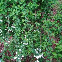 ユキヤナギ,白い花,ユキヤナギ観察隊,みどりのまとめNo.112,エントランスの画像