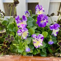 寄せ植え,ガーデニング,可愛い,もりもり,咲いた！の画像