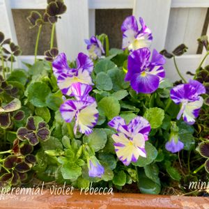 寄せ植え,ガーデニング,可愛い,もりもり,咲いた！の画像