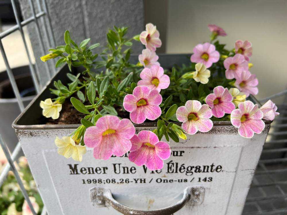 カリブラコア・カメレオン(ピンクグレイス)の記録｜🍀GreenSnap