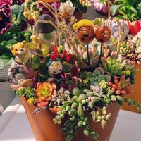 ラウリンゼ♪,月の雫さん便,多肉大好き,多肉の花芽,GSのみなさんに感謝♡の画像