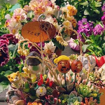 ラウリンゼ♪,月の雫さん便,多肉大好き,多肉の花芽,GSのみなさんに感謝♡の画像
