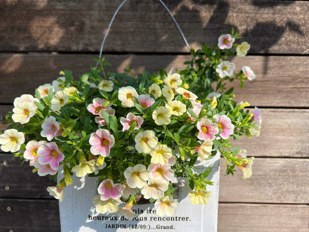 カリブラコア・カメレオン(ピンクグレイス)の記録｜🍀GreenSnap