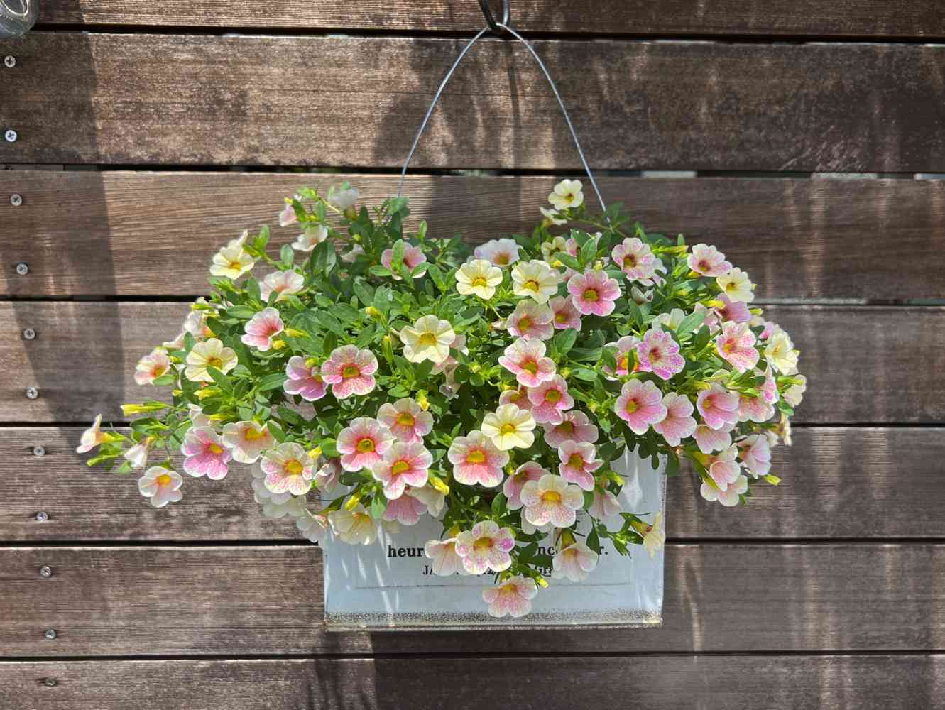 り*う様 ❤️開花株1173⭐️超特殊⭐️プラスチック的質感⭐️カメレオン的激カ カリブラコア・カメレオン(ピンクグレイス)の記録｜🍀GreenSnap