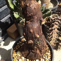 メストクレマ ツベローサム,多肉植物,塊根植物,珍奇植物,灌木の画像