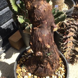 メストクレマ ツベローサム,多肉植物,塊根植物,珍奇植物,灌木の画像