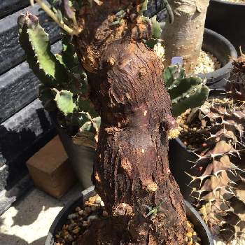 クラッスラ　ワインカップ,クラッスラ　ウンベラ,アドバイス下さい,ふしぎちゃん,うまくできるかな？の画像