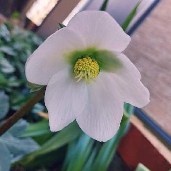 ネリネ,ダイヤモンドリリー,いただきもの,球根,ピンクの花の画像