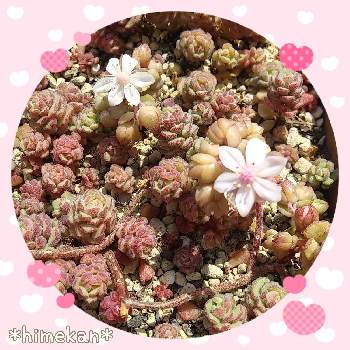 ネリネ,ダイヤモンドリリー,いただきもの,球根,ピンクの花の画像