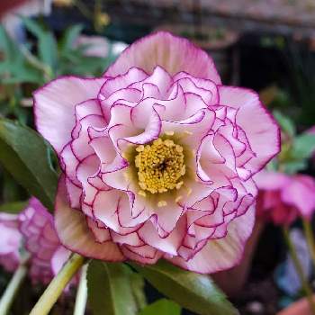 ネリネ,ダイヤモンドリリー,いただきもの,球根,ピンクの花の画像