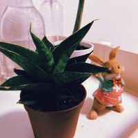 サンスベリア,サンスベリア・ダークマライカ,観葉植物,福岡,ホームセンターの画像