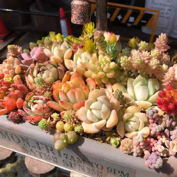 多肉植物,フォロワーさん(*´∀｀)ﾉ ありがとぅ♪,サビサビ,ジャンク,寄せ植えの画像