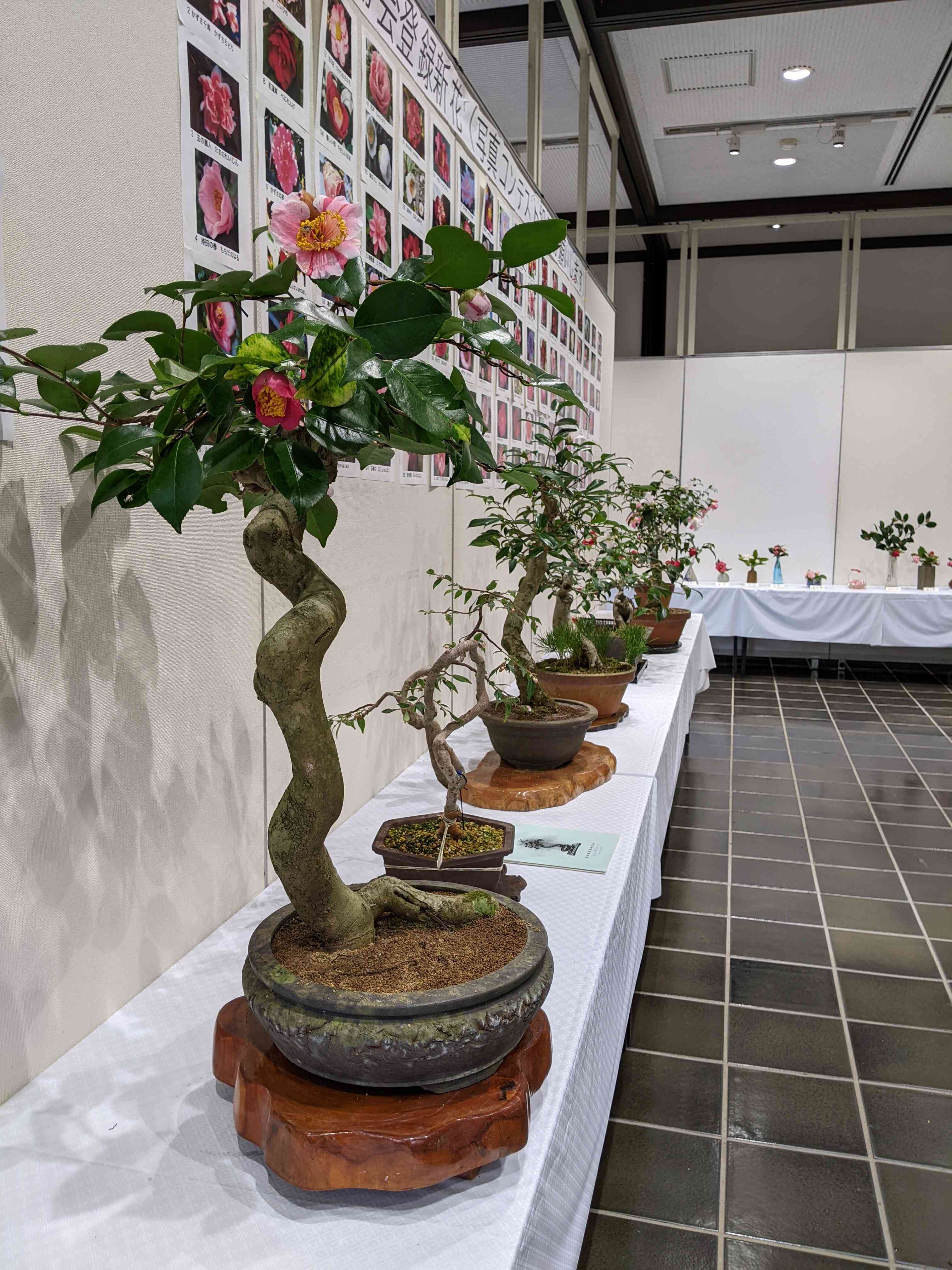 折鶴盆栽　藤棚　13 m76078784347_1.jpg?1667557773