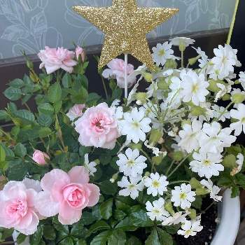 サクラソウ,ミニバラ,ピンクの花,多年草,低木の画像