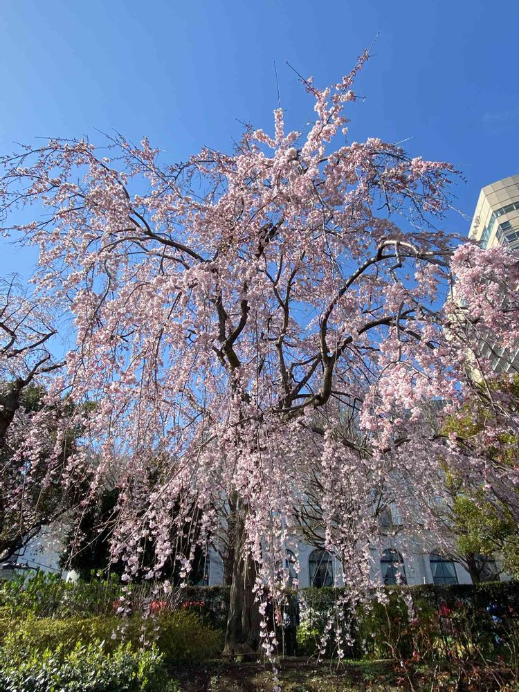 petitcoeur4さんの山下公園への投稿