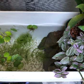 マツモ,サルビニア,植物のある暮らし,プランター,ビオトープの画像