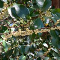 ヒサカキ,姫榊(ヒサカキ),ヒサカキのお花,お出かけ先の画像