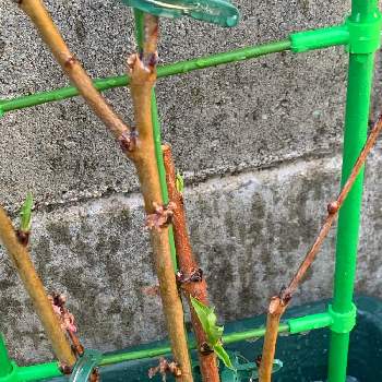 ハナミズキ,アメリカヤマボウシ,水槽の水,水挿し,挿し木の画像