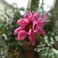 ローダンセマムの画像