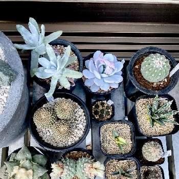 庭木,春のお花,アーチ,黄色モッコウバラ,花のある生活の画像