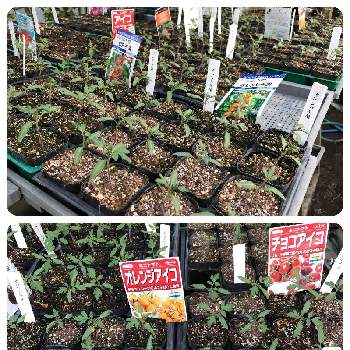 カゴメのトマト苗,楽しく育てるトマト苗の画像