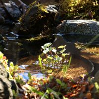 リュウキンカ,水の流れるプラ池とプラ舟のビオトープ,おうち園芸,ビオトープ,水生植物の画像