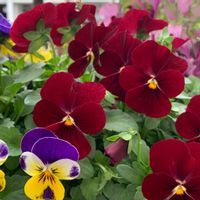 寄せ植え,大好きビオラ,玄関の画像