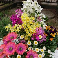 プランター,チーム横須賀,寄せ植え,日陰庭,ガーデニング初心者の画像