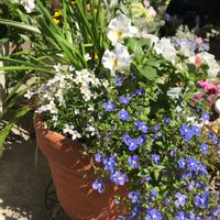 春の歌♪,ビオラ・パンジー,寄せ植え,青い花,ベロニカオックスフォードブルー。の画像