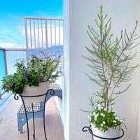 ペチュニア,ライスフラワー,春が来た,寄せ植え,プランターガーデンの画像