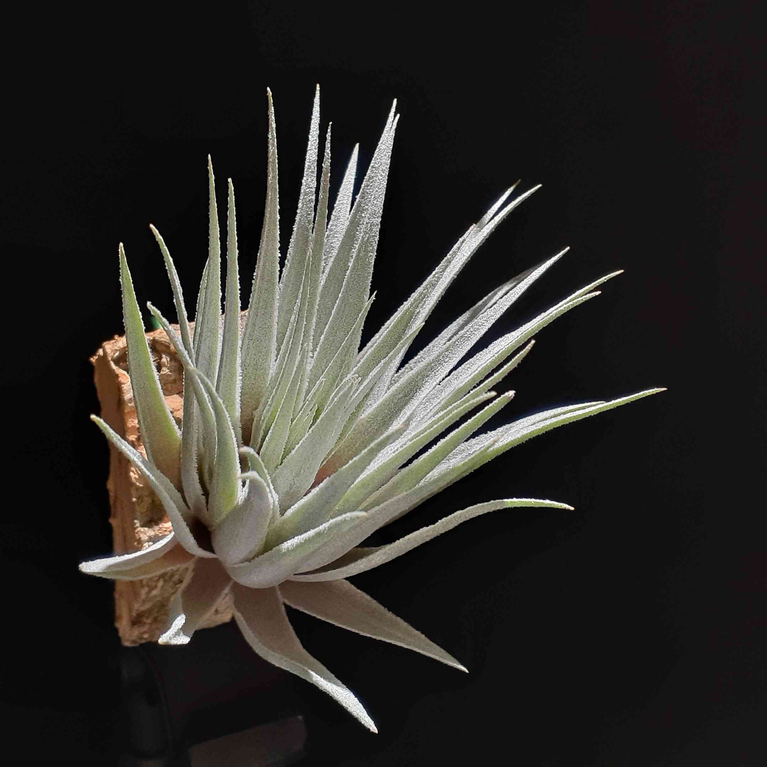 tillandsia roseifloraの一覧｜🍀GreenSnap（グリーンスナップ）