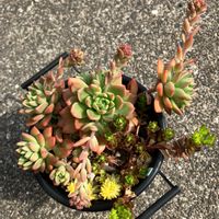 マッコス,ルテオ ヴィリデ,多肉の花芽,小さな庭の画像