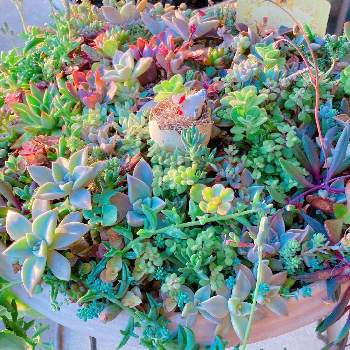 多肉植物,植物と暮らす,ダイソー雑貨,植物のある暮らし,寄せ植えの画像